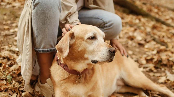 3 PET-FRIENDLY HOUSEPLANTS PERFECT FOR PET OWNERS AND 3 TO AVOID
